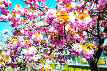 Obraz na płótnie Canvas 中野川の八重桜