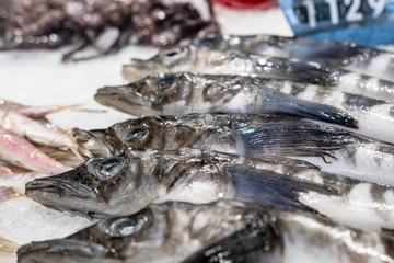 Mackerel icefish fresh on a refrigerated store counter among crushed ice.