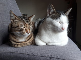 Liebe Katzen unterwegs 