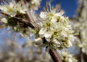 Plan très rapproché horizontal d'une branche de prunellier (Prunus spinosa) en fleurs. Arrière...
