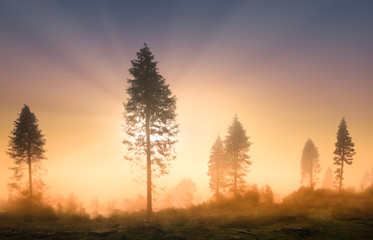 Fototapeta na wymiar forest at sunrise with sun rays on misty morning
