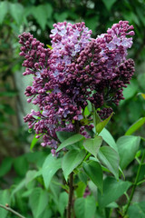 Lilas mauve en gros plan