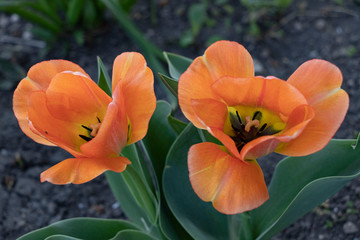 Beauty. Red spring tulips. Domestic flowerbed, growing flowers.