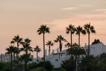 Fototapeta na wymiar sky line of houses and palm trees