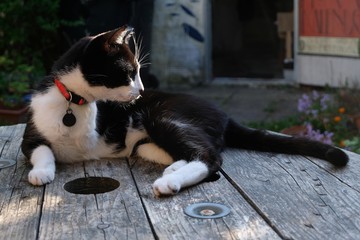 Chat noir et blanc se reposant dans un jardin