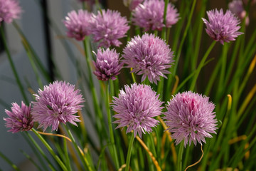 Fleurs de ciboulette