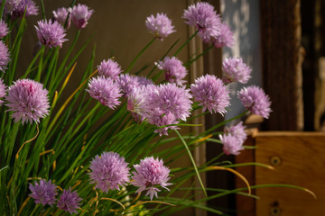 Fleurs de ciboulette