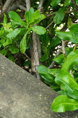 Fototapeta premium chipmunks or palm squirrels in sri lanka