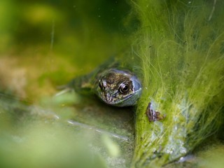 Frog in a Pond