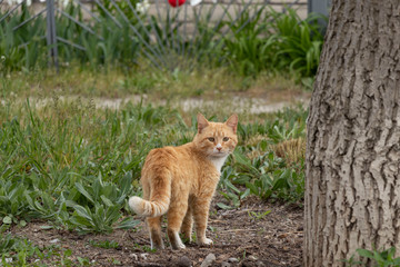 A multi-colored wild cats walks outdoors. Sunny day, soil, green plants. Cute.