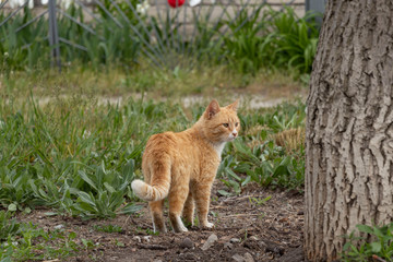 A multi-colored wild cats walks outdoors. Sunny day, soil, green plants. Cute.