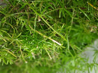 green grass background