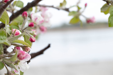 Spring flowering on trees and bushes. Nature wakes up. Pink flowers. Apple tree.