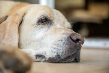 Close up of a labrador dog 