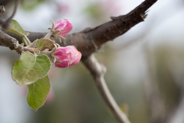 Spring flowering on trees and bushes. Nature wakes up. Pink flowers. Apple tree.