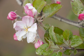Spring flowering on trees and bushes. Nature wakes up. Pink flowers. Apple tree.