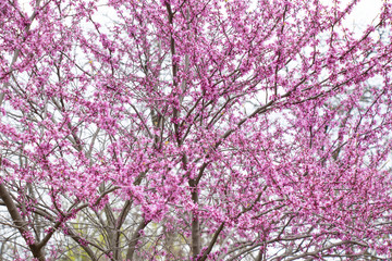 Spring flowering on trees and bushes. Nature wakes up. Pink flowers.  Beauty.