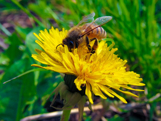 bee on a dandelion