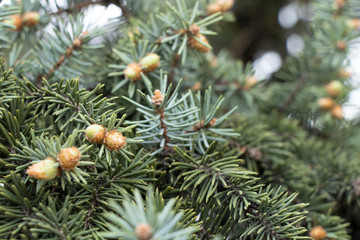 Little pink cones of blue spruce. Spring flowering spruce. A rare kind of tree. Background. Beauty.