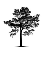 Black tree isolated on white background
