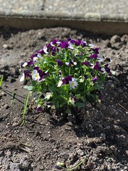 Stiefmütterchen im Garten