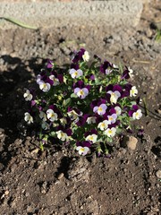 Stiefmütterchen im Garten