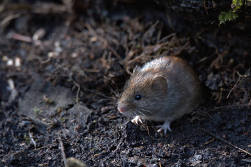 Naklejka na ściany i meble Field vole , Microtus agrestis looking for food on the woodland floor.