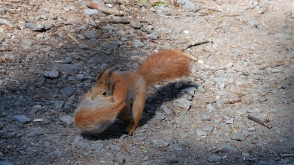 The squirrel saves a squirrel.