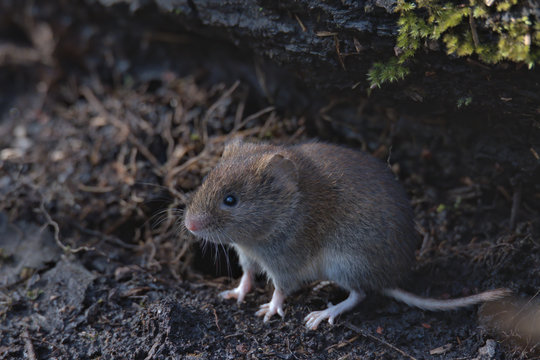 Field vole , Microtus agrestis looking for food on the woodland floor.