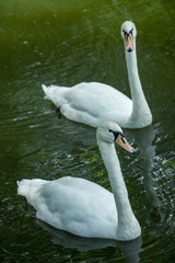 Obraz premium Swans swim in the pond.