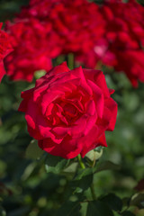 red rose on a background of foliage