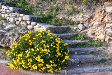 Close-up of an old stone staircase with a blooming plant of yellow bush daisy (Euryops pectinatus), a flowering plant in the sunflower family that produce daisy-like yellow flowers, Italy