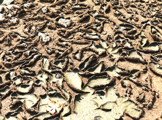 Dried Sludge treatment from wastewater management system, dried sludge brown smelly liquid and drying in sludge bed on Cement and concrete ground made for fertilization can use in agriculture field.