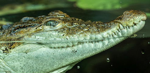 portrait of crocodile in the water through glass