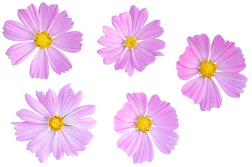Beautiful pink color Cosmos as background picture.flower on clipping path.