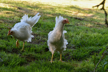 Poule Leghorn
