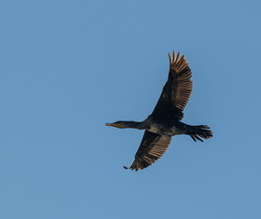 cormorant bird in flight from below on blue sky
