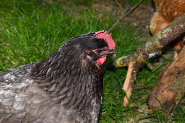 Poule Bleue des Landes
