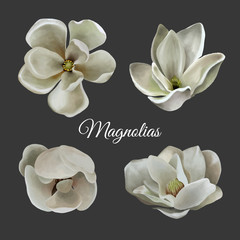 Set of  realistic botanical magnolias flowers, leaves and buds