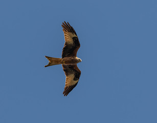 bird of prey red kite (Milvus milvus) in flight from below on blue sky