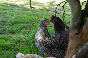 Jeunes poules