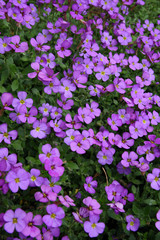 Obraz premium Flowers in the spring garden