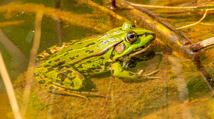 common european green water frog (Pelophylax esculentus) in the water