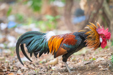 Red jungle fowl, natural light during the day