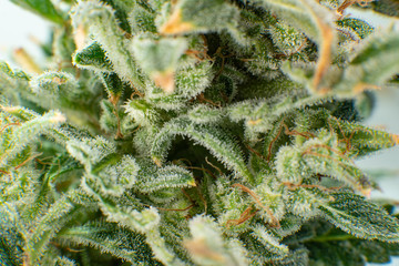 Macro trichomes of cannabis. Sativa CBD THC in Pot. Indica flower.