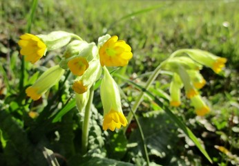 Fleurs  jaunes de primevère officinale (Primula veris) sur fond de prairie verte ensoleillée