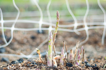 Growing very healthy green asparagus at home on home beds.