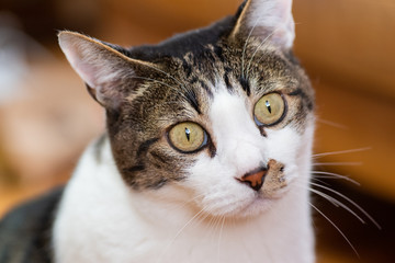 じっと見るネコちゃん