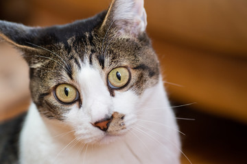 じっと見るネコちゃん