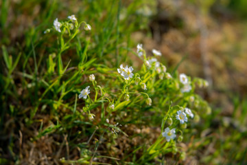 white wildflowers in the forest, Cerastium arvense
